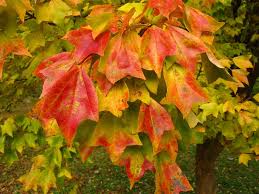 Image result for Acer buergerianum