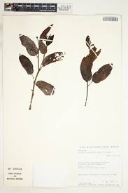 Image result for Cissus cornifolia