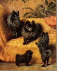 Maybe you would like to learn more about one of these? Pomeranian English Print Black Pomeranian Puppy Dog Puppies Dogs Art Vintage Poster Picture Collectibles