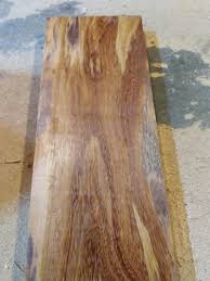 Image result for Xylia torreana