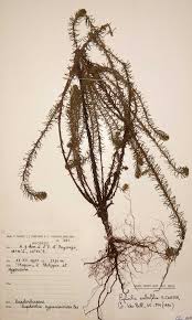 Image result for Euphorbia crebrifolia