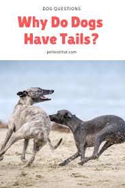 Variety Of Vertebrates Has Tails Human Beings Are A Social Animal But They Are Unique In Nature And Appearance All Of Us Have Pets In Dogs Pets Dog Behavior