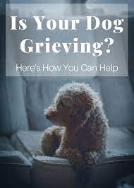 How To Help A Grieving Dog When Their Owner Dies Pethelpful