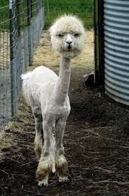 Their famous humps are stores not of water, but of fat (which, like all body tissue is largely water) and can sustain them without water for as long as a month in the someone who abuses their camels will be looked down upon and often chastised by the community. 33 People Who Will Boost Your Ego Funny Animals Funny Animal Videos Animals