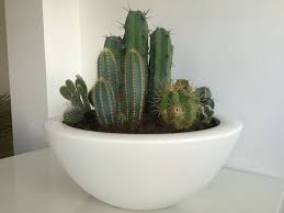 Cactus In Elho Schaal Planten Woonkamer Decoratie Bloempot