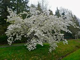 April 2020 In The Neighbourhood Ubc Botanical Garden