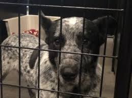 Uncover why southern oregon humane society is the best company for you. Oregon Humane Society Takes In 17 Dogs From Klamath County Neglect Case Oregon Humane Society