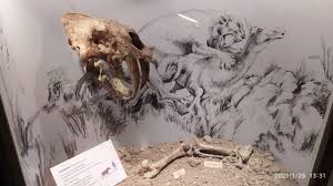 Hay plantas palustres de hojas anchas como sagittaria (saeta), thalia, polygonum (catay), otras que forman los pajonales: Tigre Dientes De Sable El Gran Predador Que Custodia El Museo Scaglia Citecus