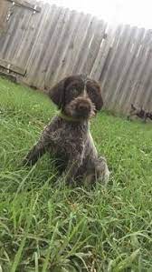 German wirehaired pointer puppies ohio. Litter Of 8 German Wirehaired Pointer Puppies For Sale In Independence Ks Adn 40557 German Wirehaired Pointer Pointer Puppies German Wirehaired Pointer Puppy