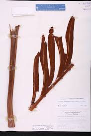 Image result for Acrostichum