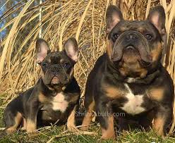 4:30 the devoted dog, llc 35 237 просмотров. Chocolate French Bulldog Sire And Puppy French Bulldog Bulldog Chocolate French Bulldog