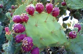 Can't we get water from those? Gooey Cactus Guts Remove Arsenic And Bacteria From Polluted Water