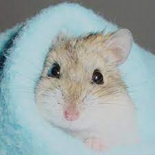 Tudo que você precisa saber antes de adotar um coelho. Quanto Tempo Vive Um Hamster