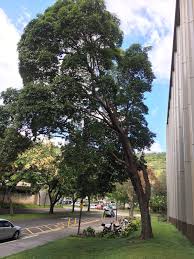 Image result for Lophostemon confertus