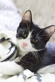 Black Baby Kittens With Green Eyes Favorite Pet Water Fountain Cuckoo4design In 2020 Cat Care Pets Cats And Cucumbers