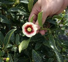 Image result for Clusiaceae