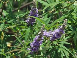 Image result for Vitex mombassae