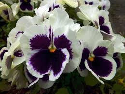 Image result for Viola x wittrockiana `Hiemalis`