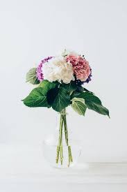 Silk white tulips in glass vase home design ideas, pictures tulips glass vase stock photos and images canstockphoto. Beautiful Colorful Hydrangea Flowers In Glass Vase On White Royalty Free Photo And Stock Image