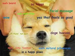 Not only has reddit managed to meme the in no time, doge was back up 50%. Doge Meme Google Search Funny Dog Memes Cute Memes Doge Meme