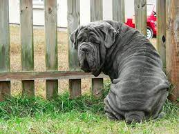 Like a woman laughing is a woman conquered. Neapolitan Mastiff Dog Information Pictures Dogexpress