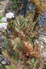 Image result for Cheilanthes quadripinnata