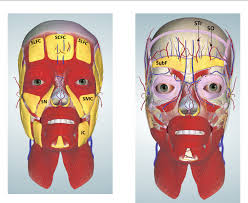 Grátis: artigo Anatomy of the Facial Fat Compartments and their Relevance  in Aesthetic Surgery