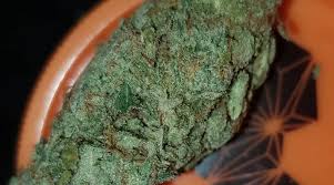 Strain Review One Trick Pony By Cannarado Genetics The Highest Critic