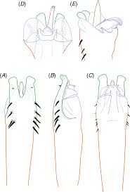 Image result for Pseudocalyx ochraceus