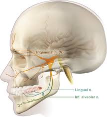 They often cause pain in the back of the head and neck. Mr Neurographic Evaluation Of Facial And Neck Pain Normal And Abnormal Craniospinal Nerves Below The Skull Base Radiographics