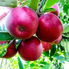 Check spelling or type a new query. Plants That Keep Us Together Signals Az