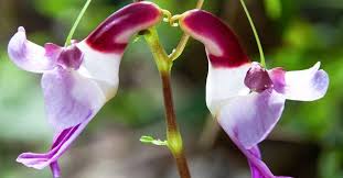 Some plant, whose flowers looks like an insect,mimic the pheromones of female flies. Thats Ow Some Here The Flowers Look Like Animals Steemit