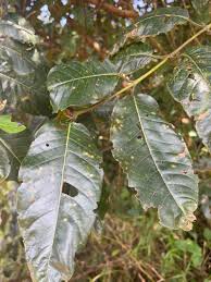 Image result for Harungana madagascariensis