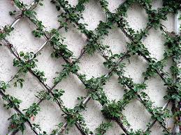 Ivy Trellis With Images Indoor Trellis Garden Vines Garden Projects