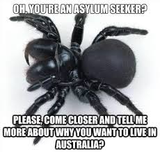 Black And White Spider Texas Poisonous Not Called The Lucky Country For Nothing Spider Spider Species Spider Identification