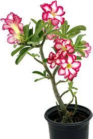 Image result for Adenium