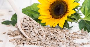 Karena sifatnya selalu condong ke matahari, maka pada perkembangannya peneliti mengembangkan spesies baru tidak memiliki sifat seperti itu, karena dinilai merugikan dan menurunkan produksi minyak biji bunga matahari. Tahukah Kamu Biji Bunga Matahari Walau Kecil Ukurannya Tetapi Besar Manfaatnya Kawaii Beauty Japan