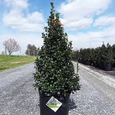 Watters Tips: How To Grow A Holly Bush - Signals Az