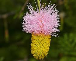 Image result for Dichrostachys