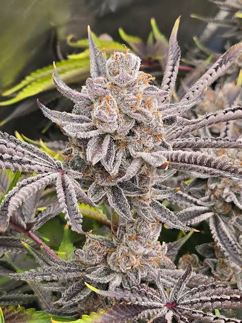 Macro view of resinous Rainbow Belts trichome density, AI generated