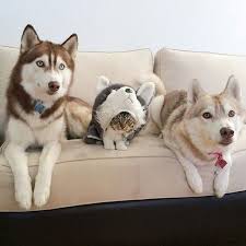 Iki Huski Tarafindan Kurtarilip Buyutulen Kedinin Hali Cat And Dog Memes Cat Memes Funny Cat Memes
