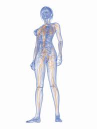 Possible causes, signs and symptoms, standard treatment options and means of care and support. Lymph Nodes In The Groin In Women Location Causes Of Inflammation And Treatment Features