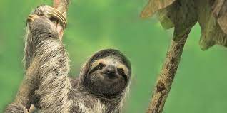 These Fun Facts About Sloths Will Make You Love Them Even More Fun Facts About Sloths Animals Sloth Facts