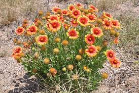 Purple flowers in south texas. Developing Monarch Habitat In The South Texas Plains Nrcs Plant Materials Program