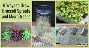 4x soilless sprouter trays sprouting basins diy nursery site for lab home. How To Grow Broccoli Sprouts Microgreens 6 Methods For Success