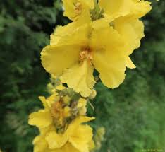 Image result for Thomandersiaceae