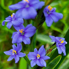 Image result for Aristea abyssinica