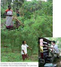 Image result for Rhynchosia pseudoviscosa