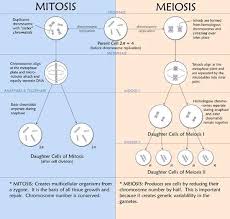 meiosis versus mitosis this chart brings back bio class