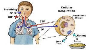 Respiration occurs in which cell organelle? Https Www Exploringnature Org Graphics Biology Cell Respiration Pdf